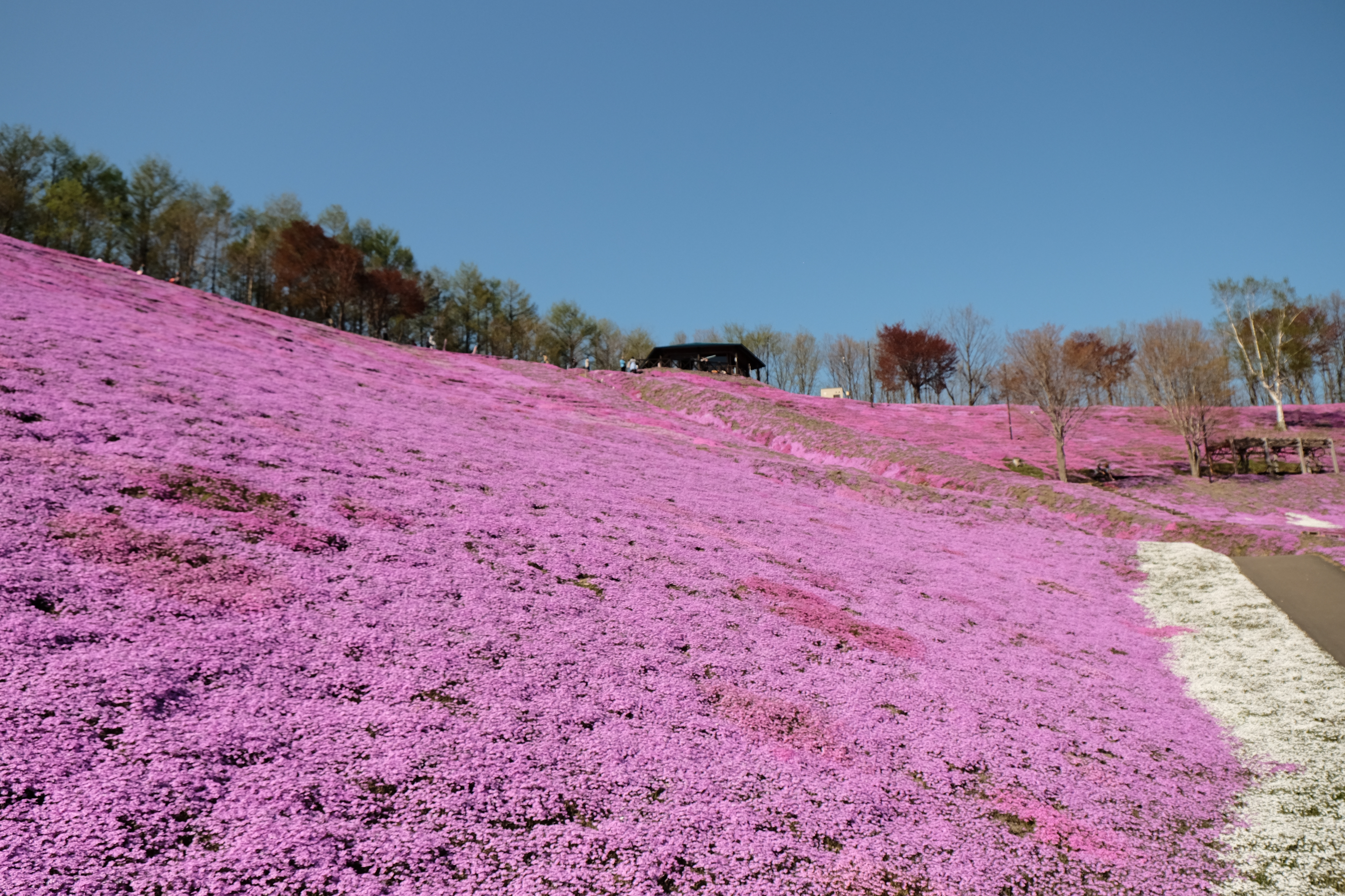 ひがしもこと芝桜公園 Shanti Yoga Kitami シャンティヨガキタミ