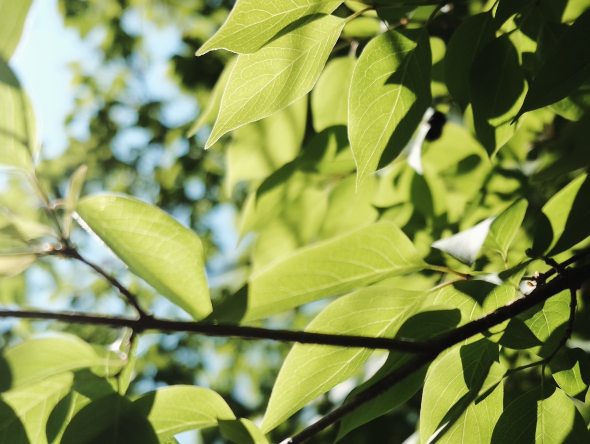 夏の木の葉の写真