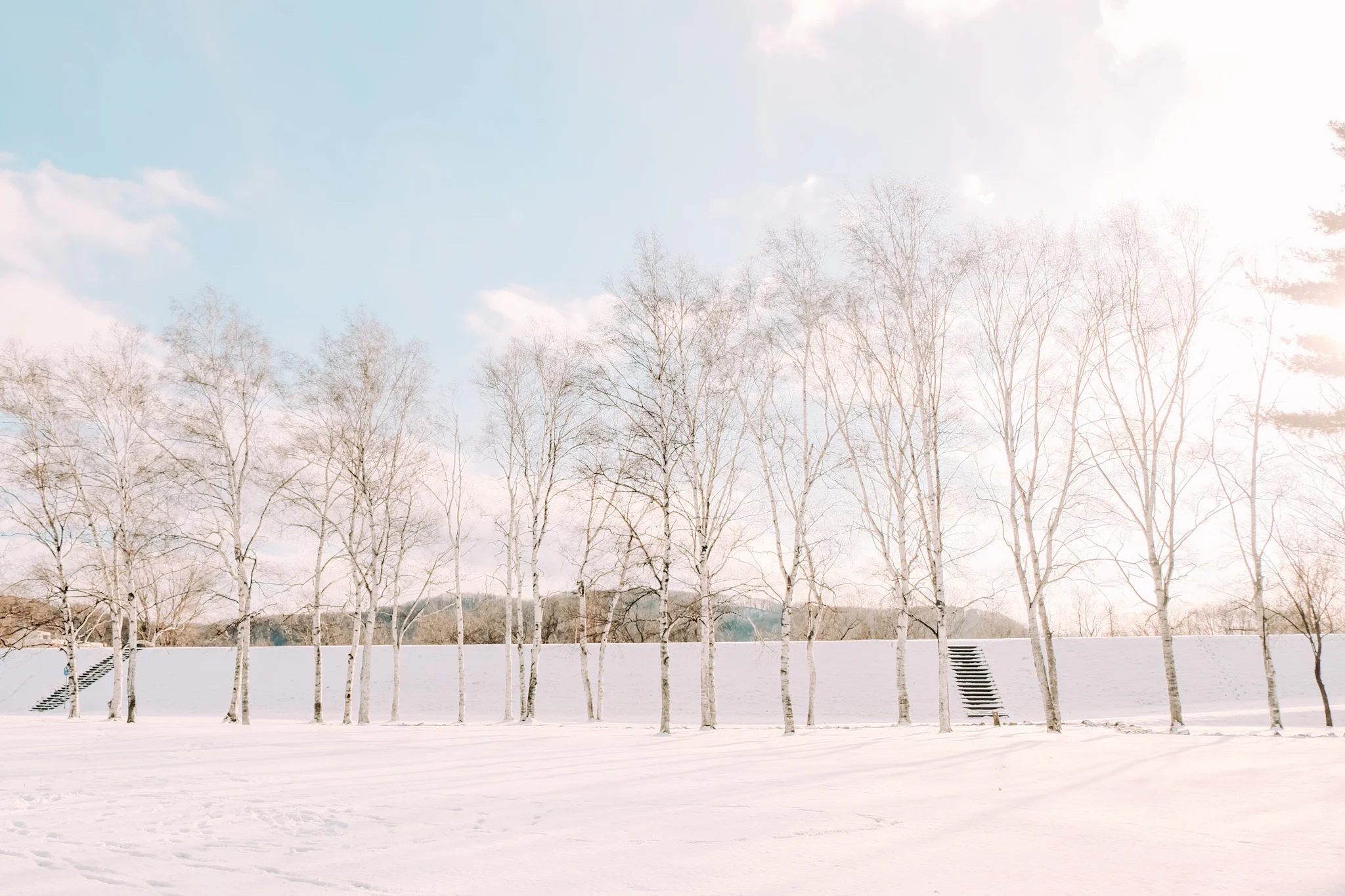 白樺の木が並ぶ雪景色の写真