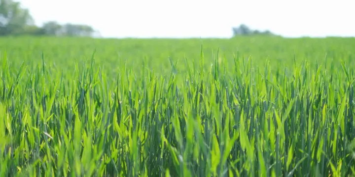 畑と空の写真