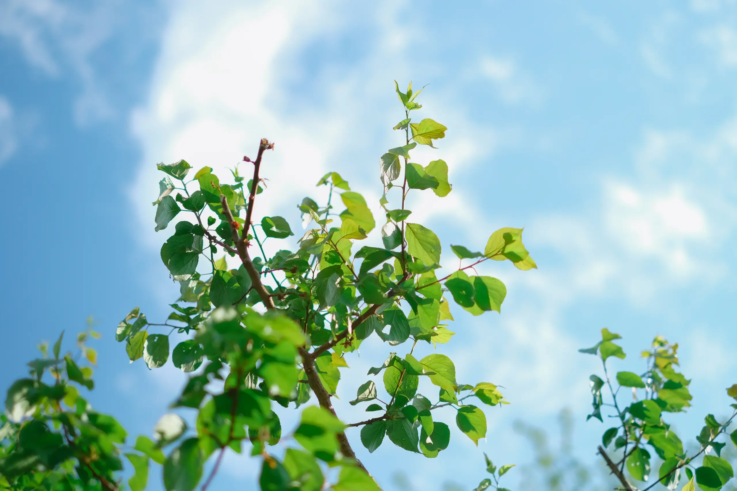 青空と木の写真