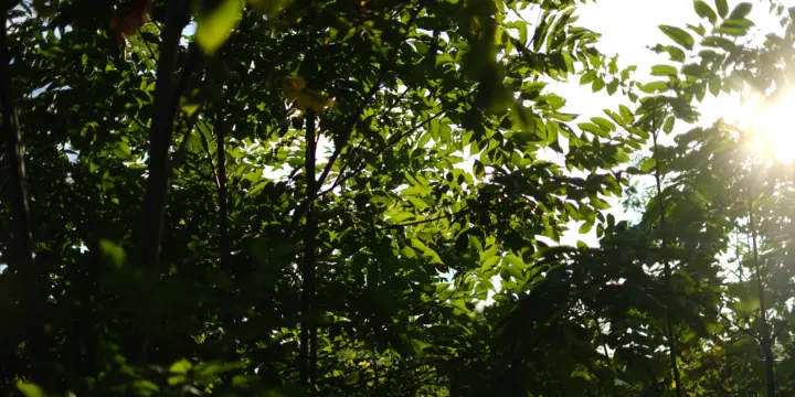 木々と差し込む光の写真