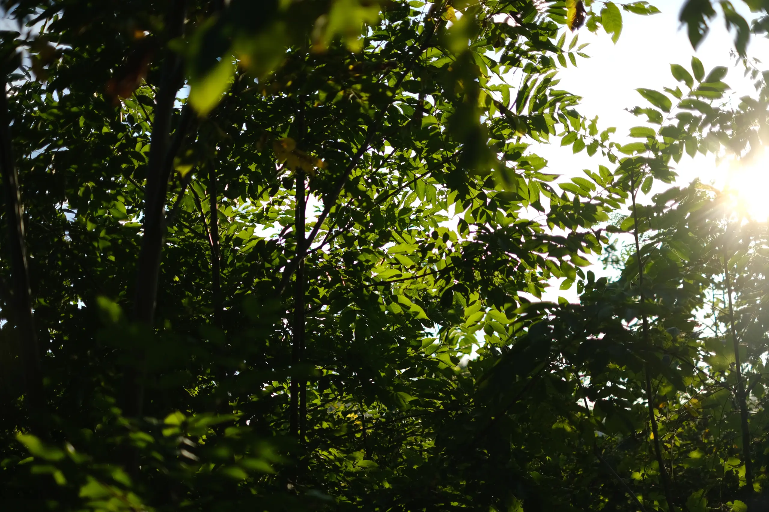 木々と差し込む光の写真